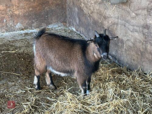 FEMALE PYGMY GOAT