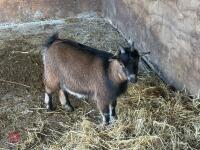 FEMALE PYGMY GOAT - 3