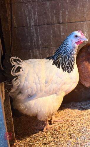 LIGHT SUSSEX HEN