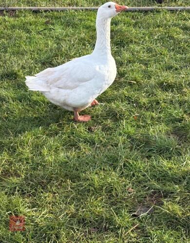 FEMALE EMBDEN GOOSE