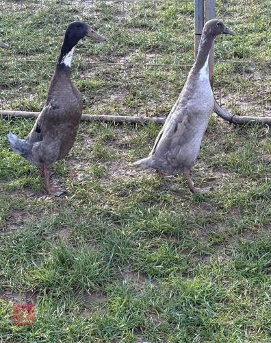PAIR OF 2025 BLUE INDIAN RUNNER DUCKS - BIDS PER LIFE