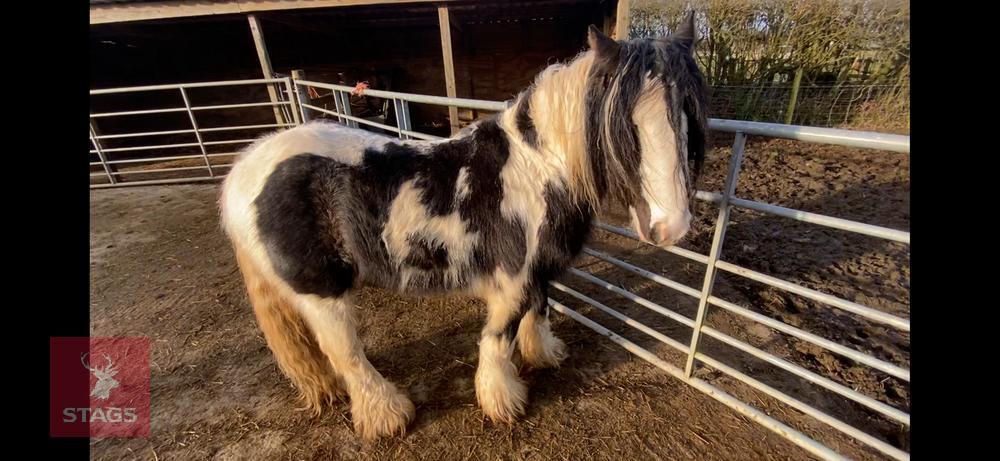 12H GYPSY COB GELDING