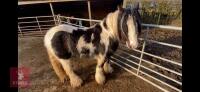 12H GYPSY COB GELDING