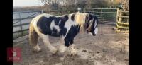 12H GYPSY COB GELDING - 2