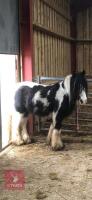 12H GYPSY COB GELDING - 3