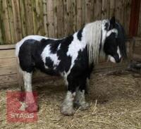 12H GYPSY COB GELDING - 4