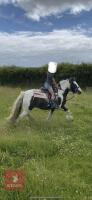 12H GYPSY COB GELDING - 5