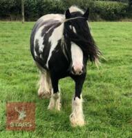 12H GYPSY COB GELDING - 7