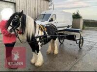 12H GYPSY COB GELDING - 8