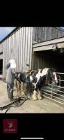 12H GYPSY COB GELDING - 9