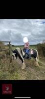 12H GYPSY COB GELDING - 10