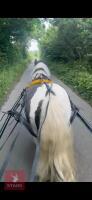 12H GYPSY COB GELDING - 11