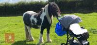 12H GYPSY COB GELDING - 12