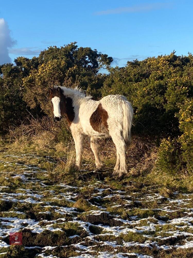 7YO COB X APPALOOSA FILLY