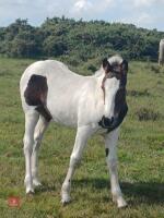 7YO COB X APPALOOSA FILLY - 2