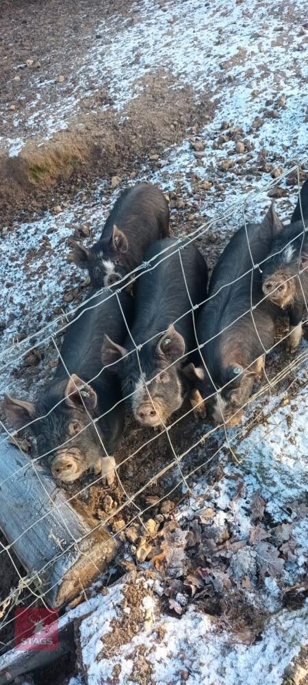 3 X 14WK BERKSHIRE FEMALE WEANERS - BIDS PER LIFE