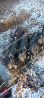 3 X 14WK BERKSHIRE FEMALE WEANERS - BIDS PER LIFE