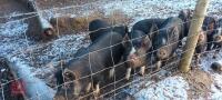 3 X 14WK BERKSHIRE FEMALE WEANERS - BIDS PER LIFE - 2