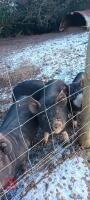 3 X 14WK BERKSHIRE FEMALE WEANERS - BIDS PER LIFE - 4