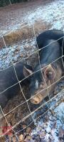 3 X 14WK BERKSHIRE FEMALE WEANERS - BIDS PER LIFE - 5