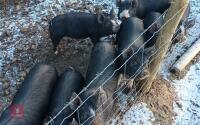 3 X 14WK BERKSHIRE FEMALE WEANERS - BIDS PER LIFE - 6