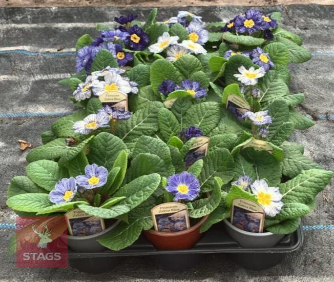 15 ZEBRA BLUE PRIMROSE PLANTS