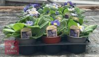 15 ZEBRA BLUE PRIMROSE PLANTS - 3