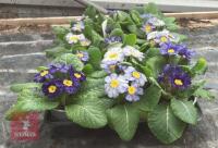 15 ZEBRA BLUE PRIMROSE PLANTS - 2