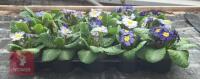 15 ZEBRA BLUE PRIMROSE PLANTS - 4