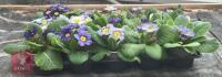 15 ZEBRA BLUE PRIMROSE PLANTS - 5