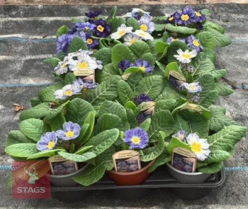 15 ZEBRA BLUE PRIMROSE PLANTS