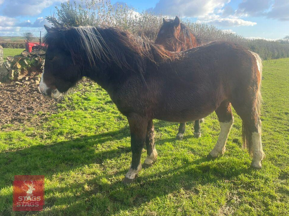 2YO DARTMOOR HILL COLT