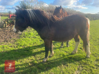 2YO DARTMOOR HILL COLT