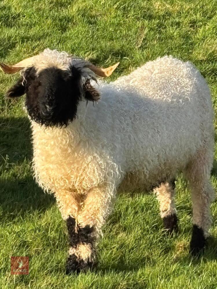 2 X VALAIS BLACKNOSE WETHER LAMBS - BIDS PER LIFE