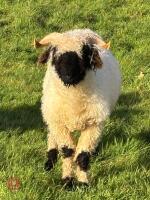 2 X VALAIS BLACKNOSE WETHER LAMBS - BIDS PER LIFE - 2