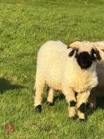 2 X VALAIS BLACKNOSE WETHER LAMBS - BIDS PER LIFE - 3