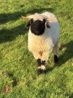 2 X VALAIS BLACKNOSE WETHER LAMBS - BIDS PER LIFE - 4