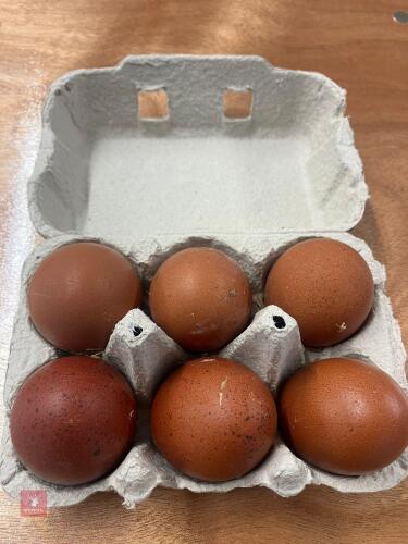 6 COPPER MARAN X HATCHING EGGS - BIDS FOR THE GROUP
