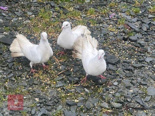 3 MIXED SEX DOVES- BIDS PER LIFE