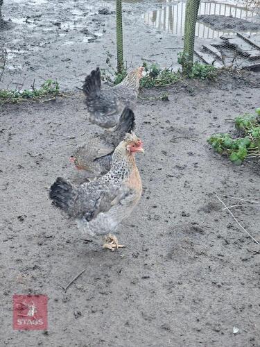 5 FEMALE CREAM LEGBARS - BIDS PER LIFE