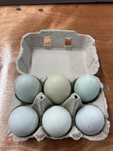 6 EASTER EGGER X HATCHING EGGS - BIDS FOR THE GROUP
