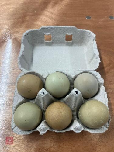 6 COPPER MARAN X HATCHING EGGS - BIDS FOR THE GROUP