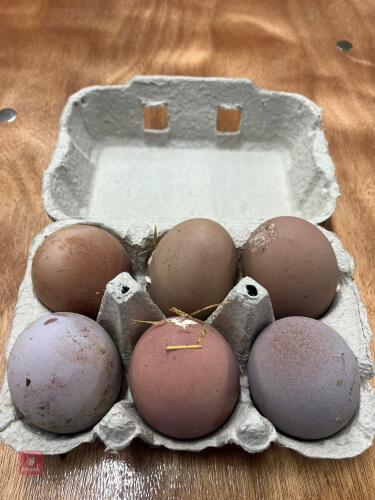 6 CREAM LEGBAR X HATCHING EGGS - BIDS FOR THE GROUP