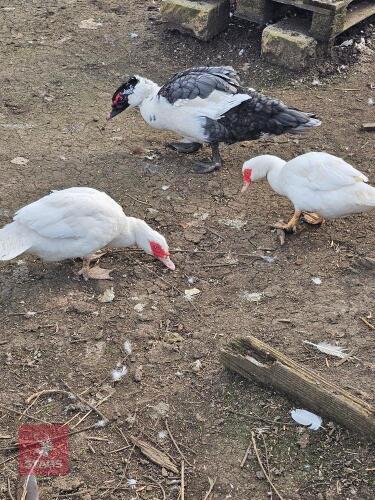 4 X MUSCOVY DUCKS - BIDS PER LIFE
