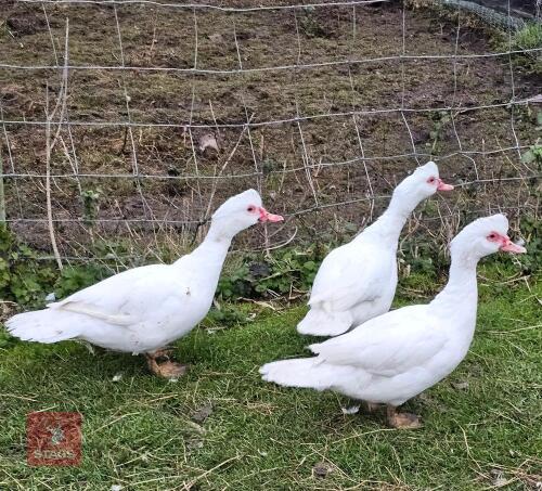 3 WHITE FEMALE MUSCOVY DUCKS - BIDS PER LIFE