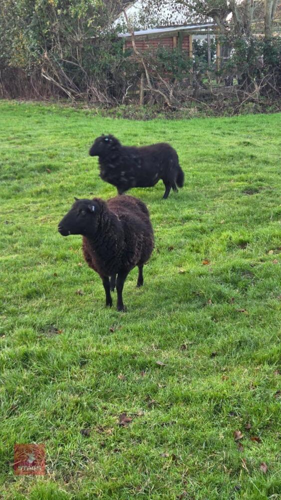 2 FLOCK AGE BLACK WELSH MOUNTAIN EWES - BIDS PER LIFE
