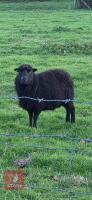 2 FLOCK AGE BLACK WELSH MOUNTAIN EWES - BIDS PER LIFE - 2