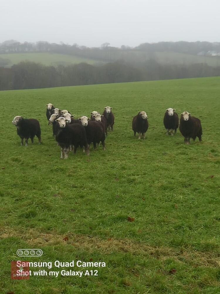 15 HERDWICK EWE HOGGS - BIDS PER LIFE