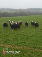 15 HERDWICK EWE HOGGS - BIDS PER LIFE