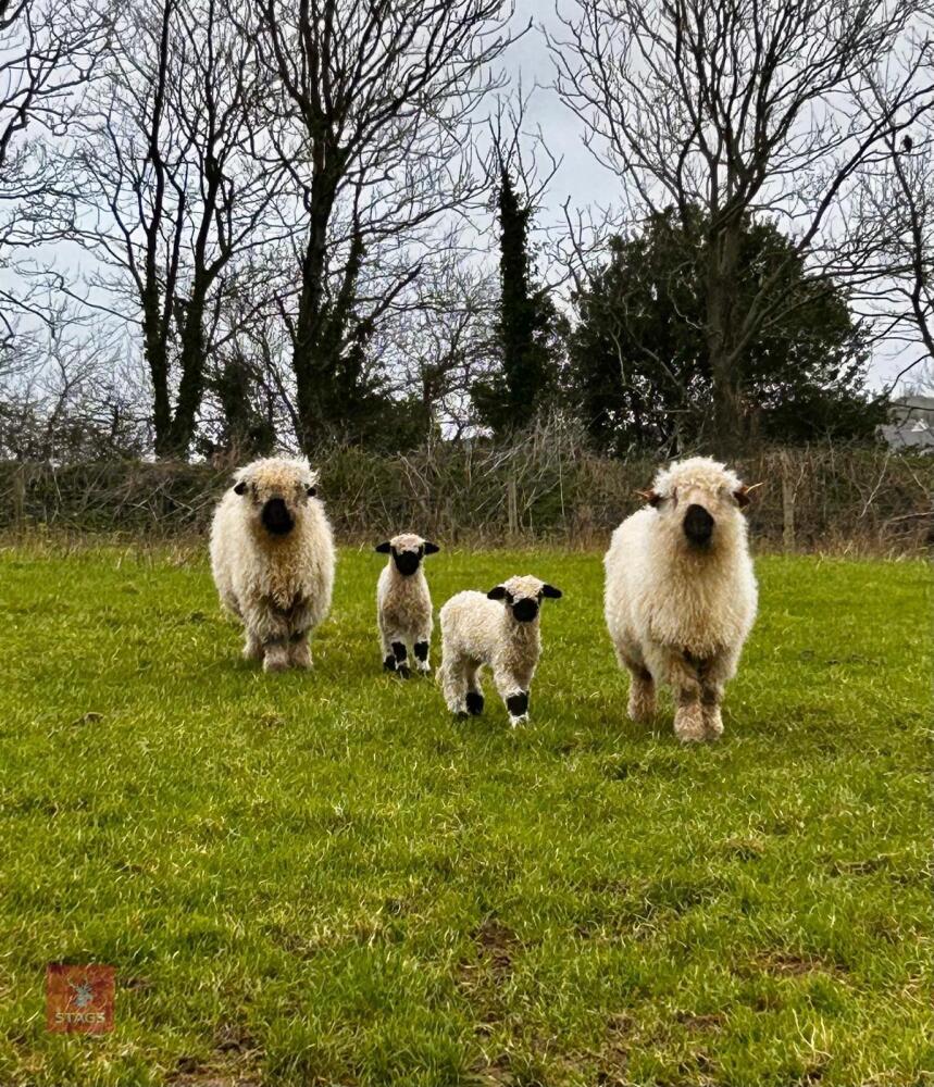 2 VALAIS BLACK NOSE 2T SINGLE COUPLES - BIDS PER LIFE